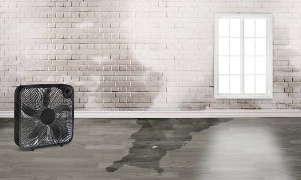 Best Water damage mitigation services  in Copperton, UT